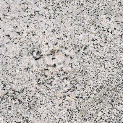 Saddle White