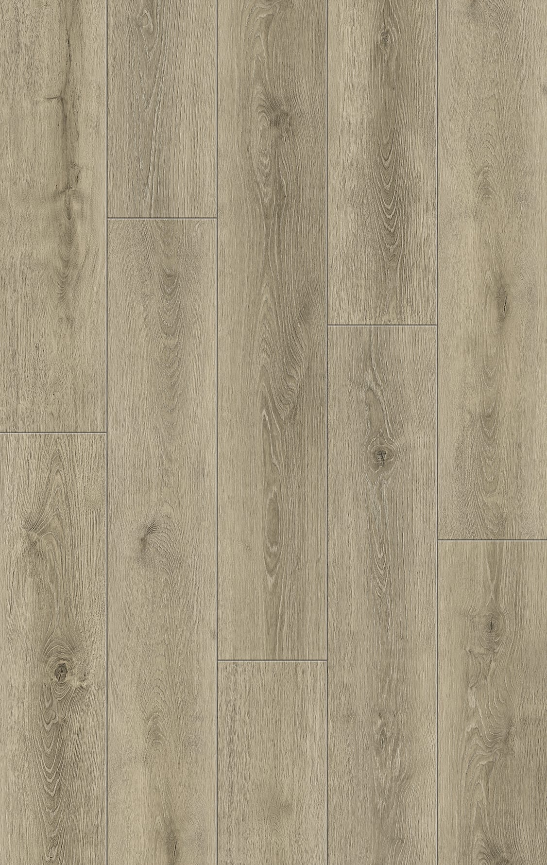 Canyon Oak