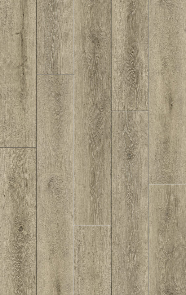 Canyon Oak