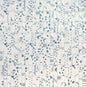 Rice Bianco Deco Leaf Rectangle 2X6 Glossy